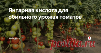Янтарная кислота для обильного урожая томатов Янтарная кислота – один из самых недооцененных удобрений по стимуляции роста растений. Дело в том, что эффект от нее будет виден только после комплексного ухода за растения в целом. Как успели заметить, прирост не большой, на уровне +15-20% с куста, но, если обрабатывать крупноплодные сорта, очень даже заметно. Так же отдельно тестировали обрабатывание только им сезон, как результат – прироста нет