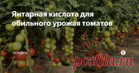 Янтарная кислота для обильного урожая томатов Янтарная кислота – один из самых недооцененных удобрений по стимуляции роста растений. Дело в том, что эффект от нее будет виден только после комплексного ухода за растения в целом. Как успели заметить, прирост не большой, на уровне +15-20% с куста, но, если обрабатывать крупноплодные сорта, очень даже заметно. Так же отдельно тестировали обрабатывание только им сезон, как результат – прироста нет