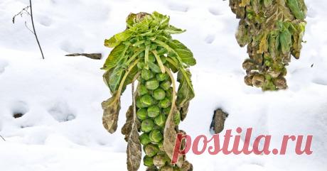 Не спешите убирать – 7 овощей, которым осенние холода на пользу Выбираем самые холодостойкие овощи и корнеплоды. И не переживайте – они не пропадут даже в сильный мороз...
1. Лук-севок.
Его можно вырастить в октябре, даже если осень не балует теплом.
На рассаду севок сажают в конце мая, а потом пересаживают на грядки после уборки укропа и лука-чернушки.
Главное – высадить его в прогретую почву!
2. Чеснок.
Посаженный осенью чеснок, который не успеют собрать, можно будет выкопать в октябре.
Он о…