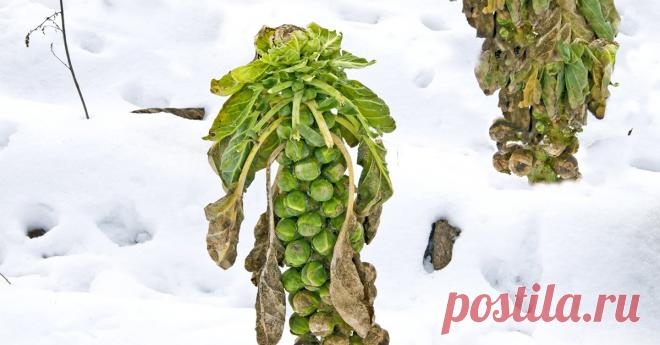 Не спешите убирать – 7 овощей, которым осенние холода на пользу Выбираем самые холодостойкие овощи и корнеплоды. И не переживайте – они не пропадут даже в сильный мороз...
1. Лук-севок.
Его можно вырастить в октябре, даже если осень не балует теплом.
На рассаду севок сажают в конце мая, а потом пересаживают на грядки после уборки укропа и лука-чернушки.
Главное – высадить его в прогретую почву!
2. Чеснок.
Посаженный осенью чеснок, который не успеют собрать, можно будет выкопать в октябре.
Он о…