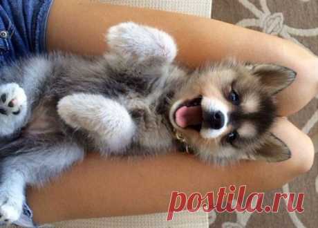 Няшная беззаботность