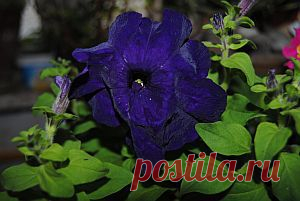 Петуния, содержание и уход | Цветы и травы