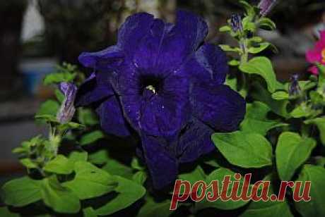 Петуния, содержание и уход | Цветы и травы