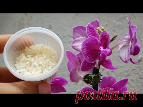 ARROZ NA ORQUÍDEA... VEJA O QUE ACONTECE!!!