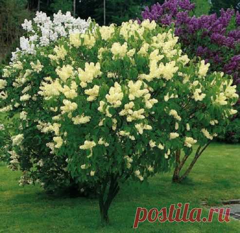 Желтая сирень Примроуз (Прайм Роуз, Primrose): фото и описание, отзывы