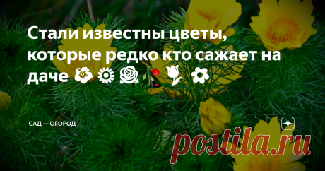 Стали известны цветы, которые редко кто сажает на даче 🌺🌻🌹🥀🌷 🌼