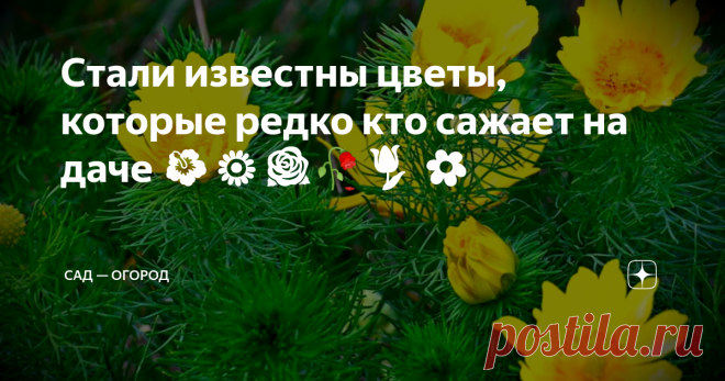 Стали известны цветы, которые редко кто сажает на даче 🌺🌻🌹🥀🌷 🌼