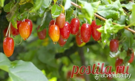 Лох многоцветковый - лох, кустарник, ягоды, плод, вкус, выращивание, уход, почва, удобрения