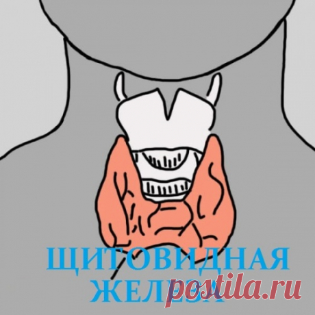 12 признаков того, что надо проверить щитовидную железу. Скрытый враг — гипотиреоз