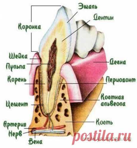 ВЫРАСТИТЬ НОВЫЕ ЗУБЫ — ЭТО ВОЗМОЖНО! КАК ЭТО СДЕЛАТЬ? (подборка материалов) | ЛЮБОДАР - портал для самопознания и развития