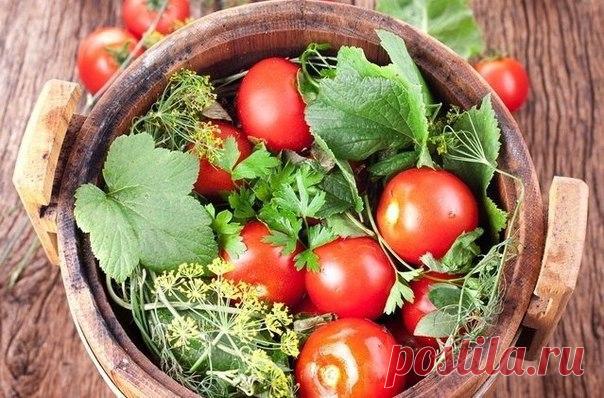 Засолка помидоров в бочке 

Особым колоритом обладают помидоры, соленые в бочках. Ко времени появления томата в нашей стране деревянные емкости уже активно использовались для заготовки овощей, мяса, рыбы и грибов на зиму. Такая обработка не только позволяла надолго сохранить продукты, но и придавала им особенный вкус и тонкий древесный аромат. 

Начинать засолку нужно с подготовки бочки и сырья. 
Показать полностью…