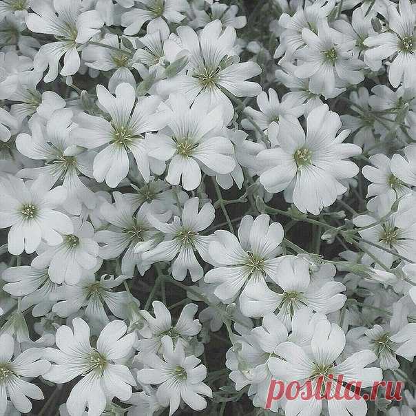 Вуаль белой ясколки.