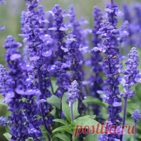 Сальвия, она же шалфей  
Сальвия — диковинное название, за которым скрывается всем знакомый шалфей. Сколько я себя помню, шалфей рос в нашем саду — сперва в бабушкином, потом в мамином, а теперь и в моем. Его чарующий, слег…