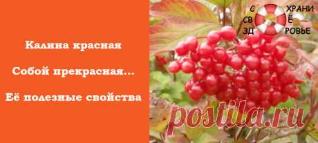 Калина. Полезные свойства и противопоказания. Посадка и уход