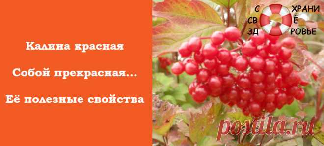 Калина. Полезные свойства и противопоказания. Посадка и уход