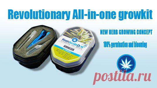 Добро пожаловать в Magic Семена! - Magic Семена