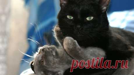 Тяжелая работа | Animals | Яндекс Дзен