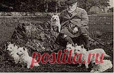 вест хайленд терьер: 22 тыс изображений найдено в Яндекс.Картинках