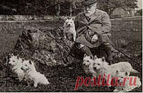 вест хайленд терьер: 22 тыс изображений найдено в Яндекс.Картинках