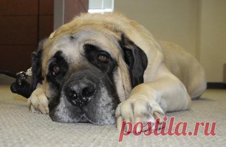 Как пёс в один прекрасный день мне мужа нашёл - Разговоры обо всем. Отношения, жизнь.