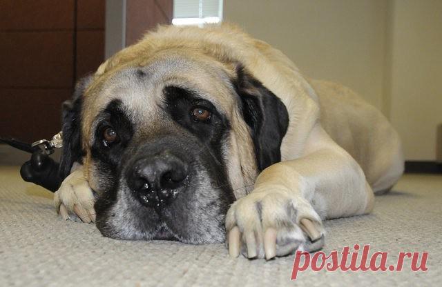 Как пёс в один прекрасный день мне мужа нашёл - Разговоры обо всем. Отношения, жизнь.