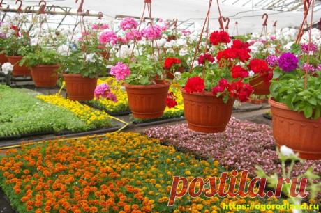 Какие цветы посадить на рассаду в апреле До лета еще два месяца, но руки уже чешутся, что-нибудь посадить. В апреле чувствуется ды