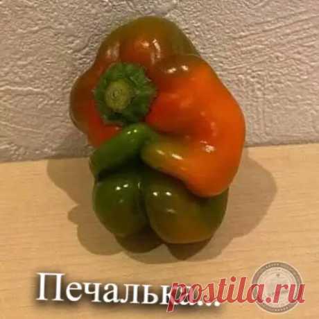 Свежие Анекдоты из Питера за 05.04.2022 - Анекдоты и Шутки из Питера - 7 апреля - 43447273561 - Медиаплатформа МирТесен