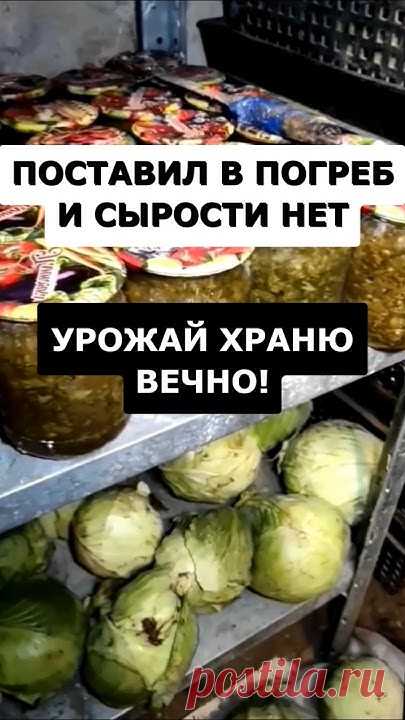 Жалею раньше не знал это простое средство от сырости в погребе #дача #огород #сад #урожай