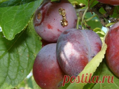 Что такое камедетечение и как его победить