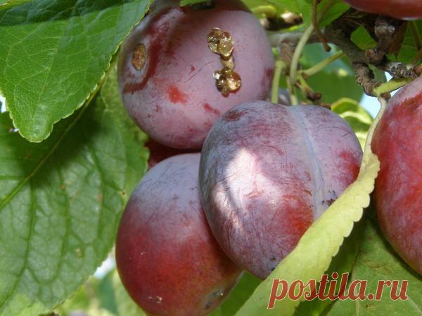 Что такое камедетечение и как его победить