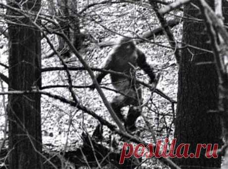 Волосатый монстр в белорусском пионерлагере в 1989 году