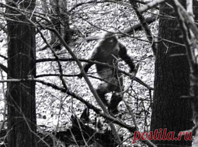 Волосатый монстр в белорусском пионерлагере в 1989 году