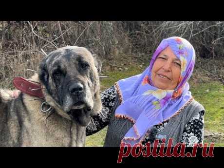 62-ЛЕТНЯЯ ОВЧАРКА И ЕЕ ЧУДЕСНЫЕ СОБАКИ КАНГАЛЫ
