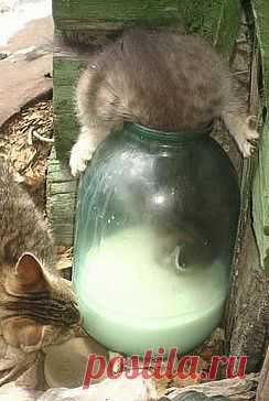 ГОЛОД НЕ ТЕТКА..