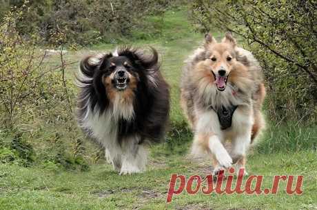 Sheltie Fun Time When Millie asked my advice the other day on what to do when being chased by a bull, I replied that she ought to run away, as hard and as fast as she could……And to cross her paws for good luck….Because she was going to need it…..Well I never gave it another thought, thinking to myself that will never happen….until today….When I saw Millie being chased by a very angry looking bull with horns that looked as if they could do some real damage if put in the rig...