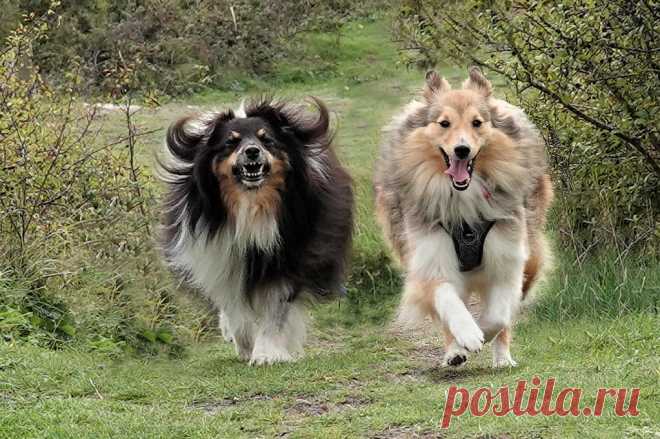 Sheltie Fun Time When Millie asked my advice the other day on what to do when being chased by a bull, I replied that she ought to run away, as hard and as fast as she could……And to cross her paws for good luck….Because she was going to need it…..Well I never gave it another thought, thinking to myself that will never happen….until today….When I saw Millie being chased by a very angry looking bull with horns that looked as if they could do some real damage if put in the rig...