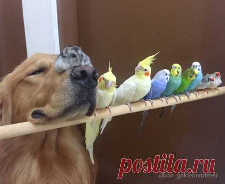 A Dog, 8 Birds And A Hamster Are The Most Unusual Best Friends Ever | Bored Panda