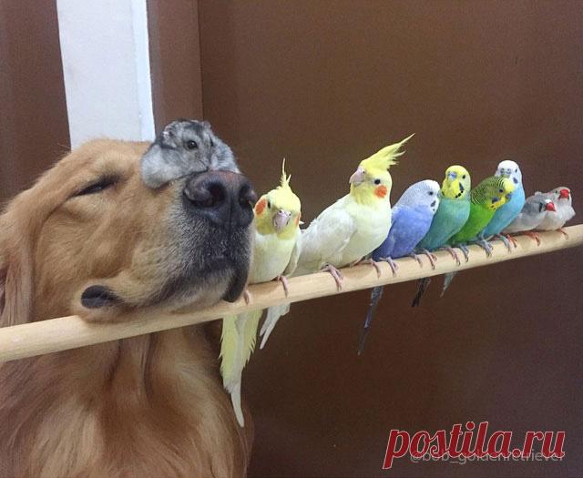A Dog, 8 Birds And A Hamster Are The Most Unusual Best Friends Ever | Bored Panda