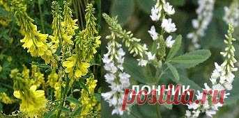 Донник сидерат и роль донника в восстановлении плодородия почвы - Донник