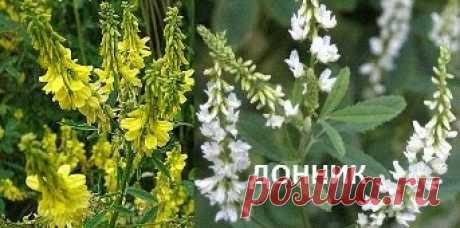Донник сидерат и роль донника в восстановлении плодородия почвы - Донник