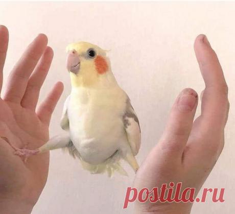 20 курьезов с птичками, которые оказались тем еще веселым хулиганьем