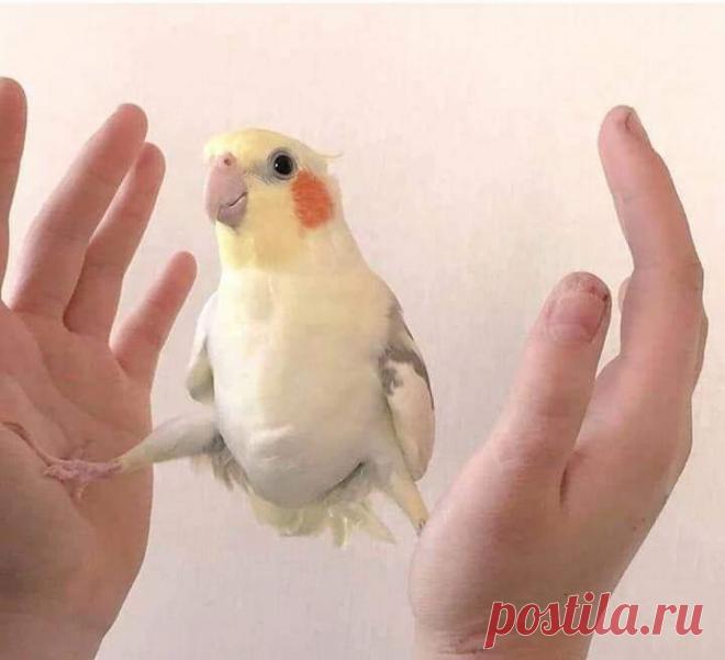 20 курьезов с птичками, которые оказались тем еще веселым хулиганьем