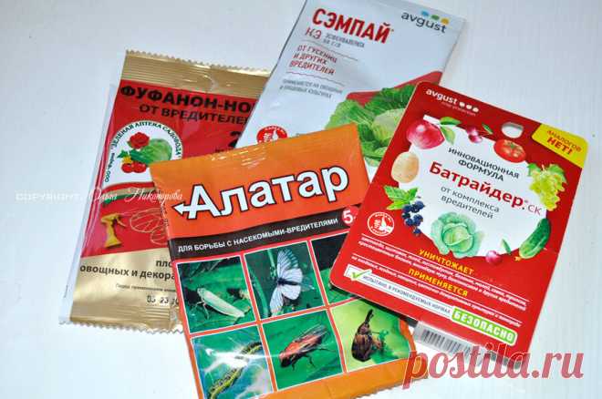 Паутинный клещ на домашних растениях: причины, борьба народными средствами, эффективные препараты, профилактика! | Терра Дома | Дзен