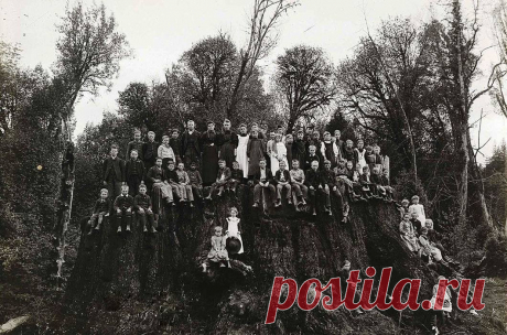 Фото дня. Гигантская секвойя в Филдбруке сейчас могла бы быть самым большим деревом во всем мире. Однако в 1890 году она стала невинной жертвой глупейшего спора в баре... Продолжение по ссылке.
