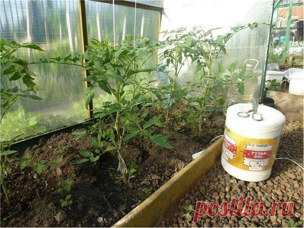 СОВЕТЫ ОТ БЫВАЛЫХ ПРОТИВ ВРЕДИТЕЛЕЙ - Садоводка