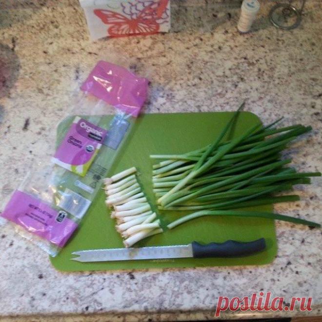 Бюджетные советы по обустройству дачного участка и уходу за растениями