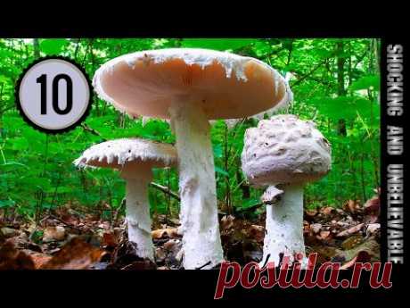 ТОП 10 - САМЫХ ЯДОВИТЫХ ГРИБОВ