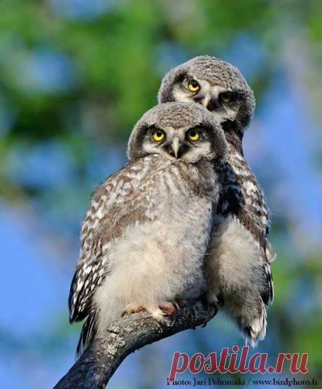 Roy Mangersnes - Photos of The Owl Pages