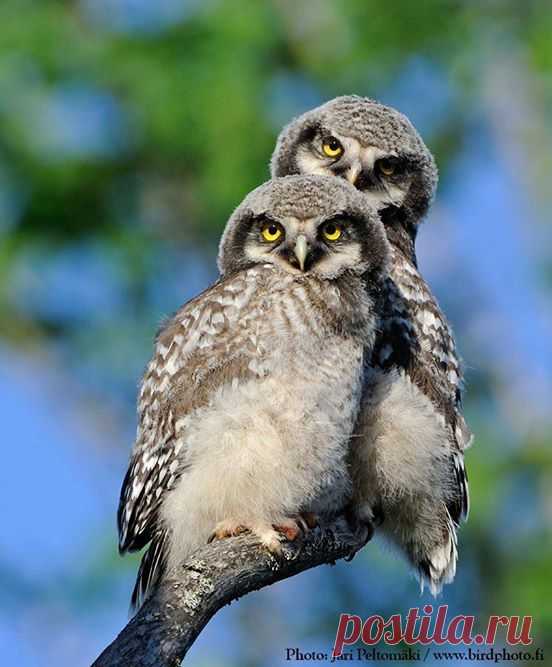 Roy Mangersnes - Photos of The Owl Pages