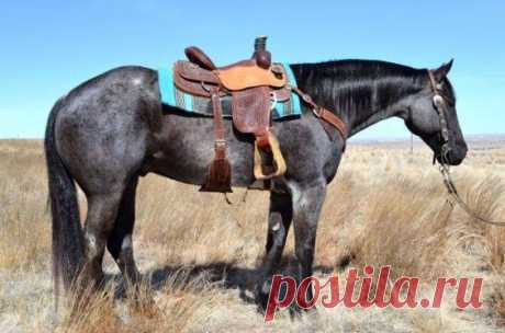 (38) I'm a horseaddict - Хроника